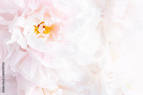 Pink peony flower head close up background. Flowering plant. © Antibydni