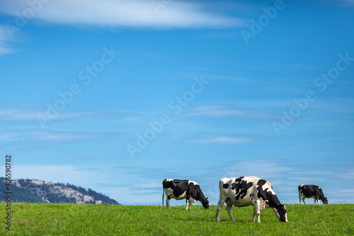 Fotografie, Obraz Open pasture, happy cows