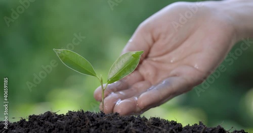 Hand of women watering plant the seedlings after planting.