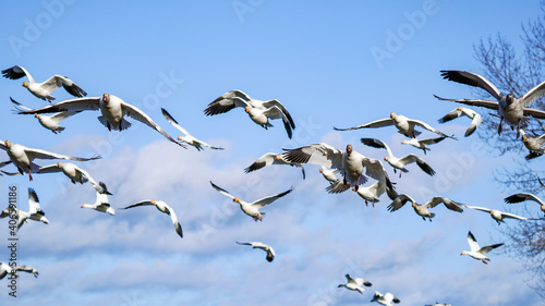 Snow geese winter migration flying formation