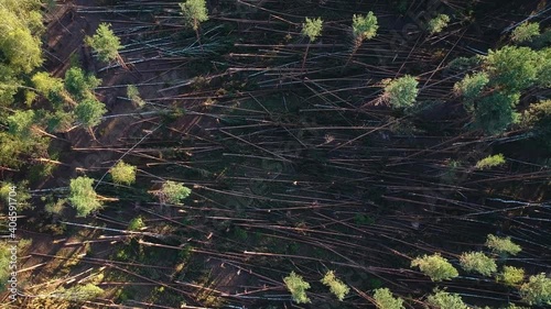A lot of fallen trees due to the hurricane in the pine forest . Aerial view of the aftermath of a hurricane in the forest