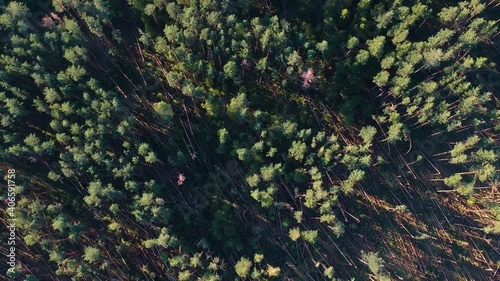 A lot of fallen trees due to the hurricane in the pine forest . Aerial view of the aftermath of a hurricane in the forest