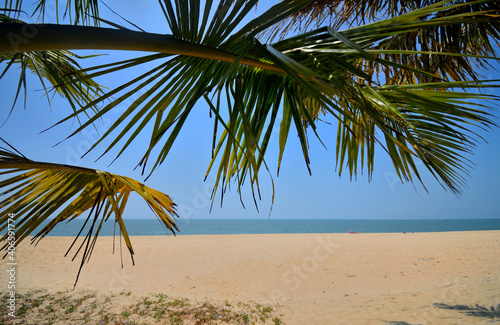 Coconut trees on the marari beach in Kerala