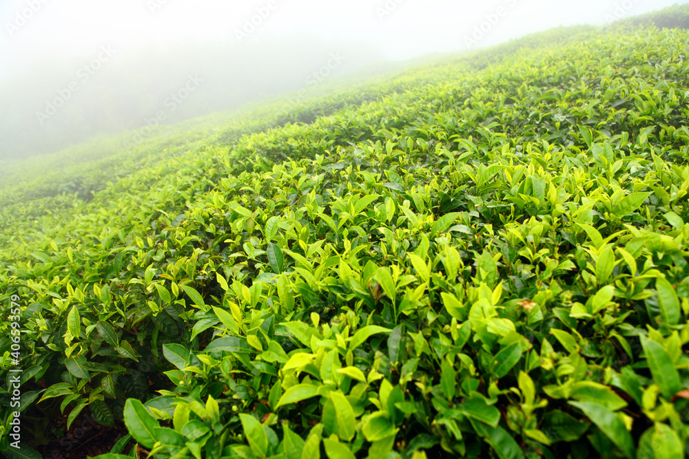 Tea field in munnar kerala, India