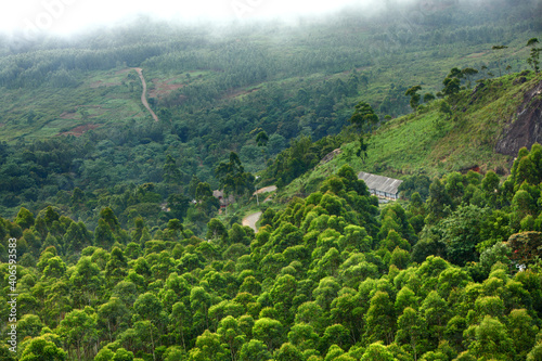 Tea field in munnar kerala  India