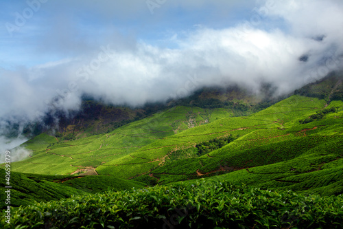 Tea field in munnar kerala, India