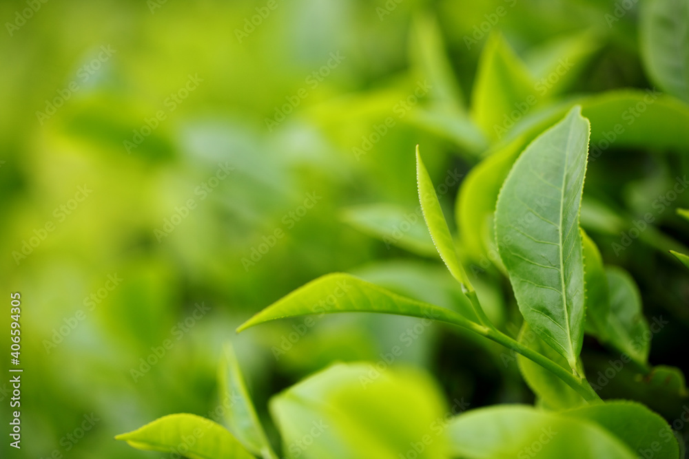 Tea bud and leaves. Tea plantations, Kerala, India Tea bud and leaves. Tea plantations, Kerala, India