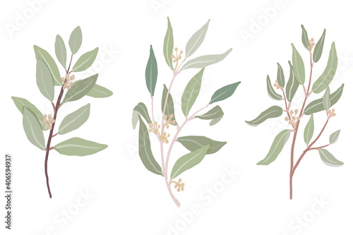 hand drawn organic style seeded eucalyptus leaves branch collection isolated on white background