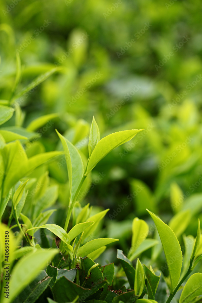 Tea bud and leaves. Tea plantations, Kerala, India Tea bud and leaves. Tea plantations, Kerala, India