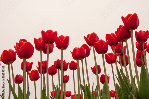 Red tulips with a white sky background