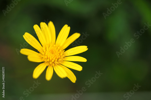 yellow daisy flower