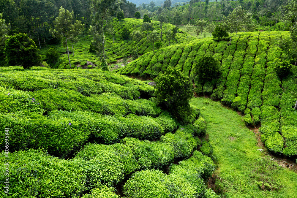 Tea field in munnar. kerala, India
