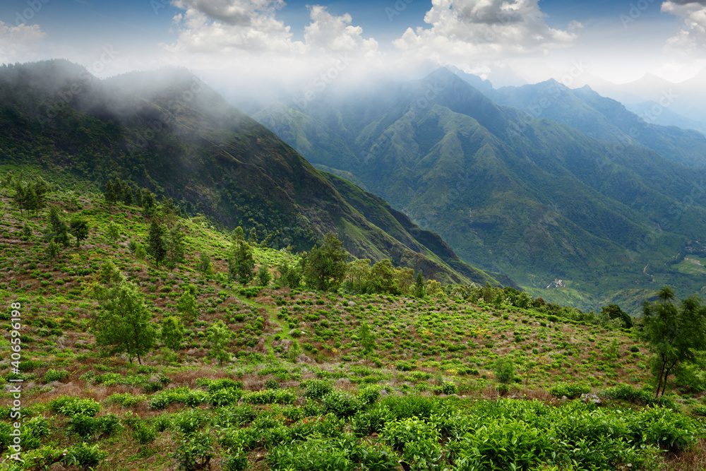 Tea field in munnar. kerala, India Tea field in munnar. kerala, India