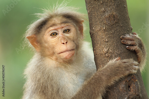 Photography Indian Monkey on tree in the Forrest.