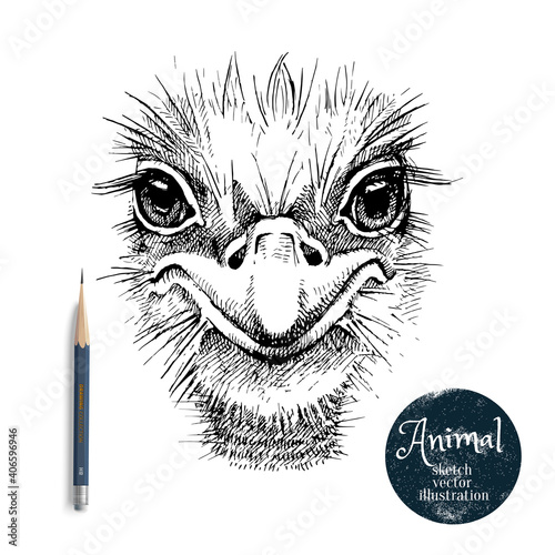 Hand drawn ostrich bird head vector illustration. Sketch isolated ostrich portrait on white background with pencil and label banner