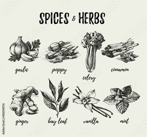 Kitchen herbs and spices. Hand drawn sketch vintage icons. Vector illustration