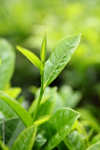 Tea Leaf with Plantation in the Background
