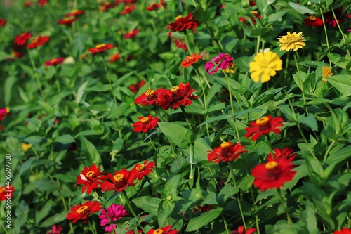 Flowers Garde with green leafs plant