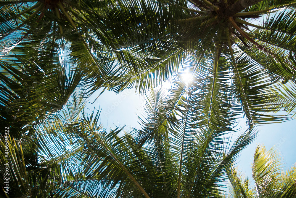 Fototapeta premium coconut trees