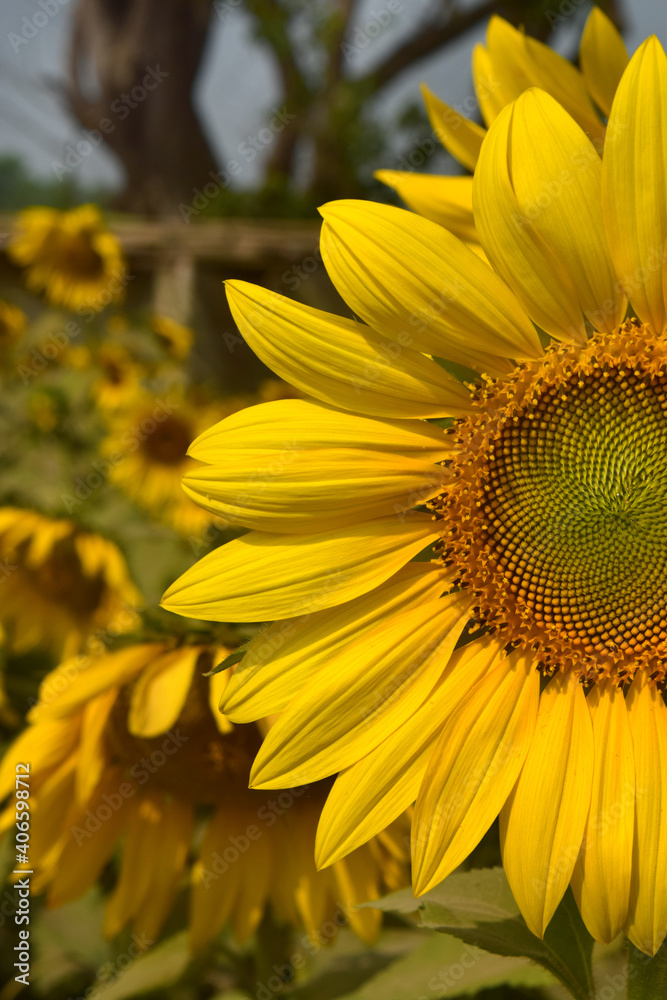 Sunflower close up beauty in garden. Asian Big Sunflower Agriculture Field Sunflower close up beauty in garden. Asian Big Sunflower Agriculture Field