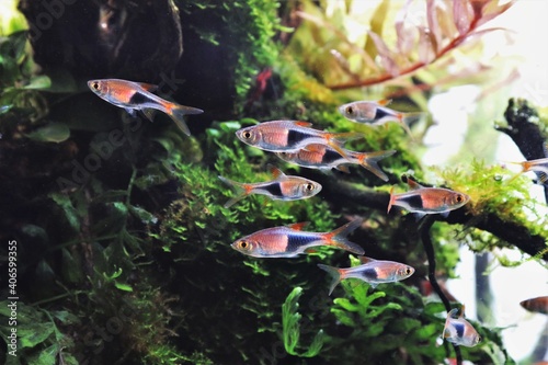 The beautiful Harlequin rasbora fishes are swimming in freshwater aquarium. Trigonostigma heteromorpha is a small  freshwater fish found in small forested streams in south of Thailand.
