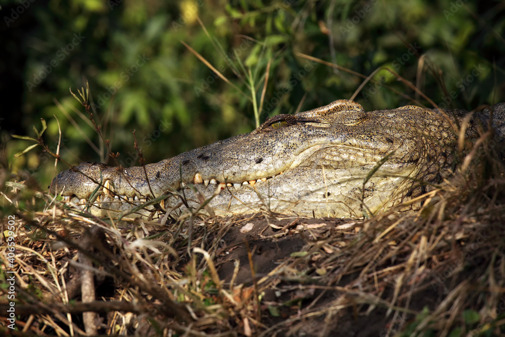 Obraz premium The Nile crocodile (Crocodylus niloticus) hidden in dense undergrowth on the banks of the river. The head of a crocodile resting on the shore.