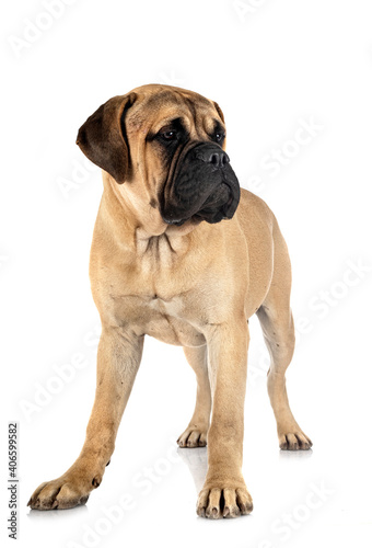 young bullmastiff in studio