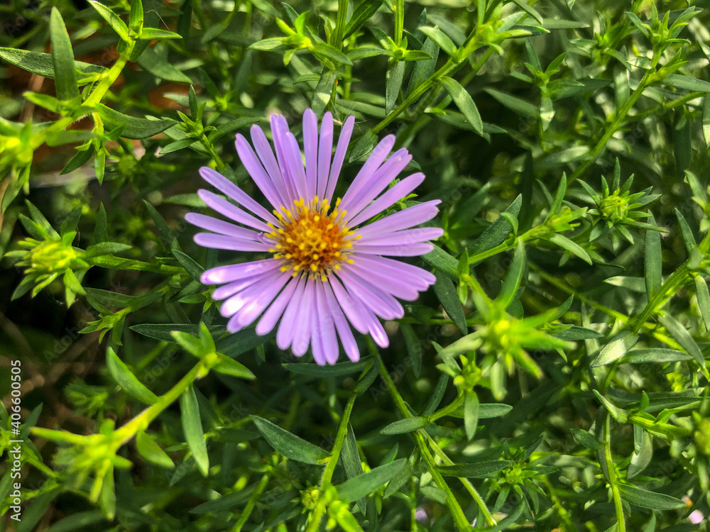 beautiful spring flowers bloom violently, dissolving beautiful buds with delicate carved petals and green leaves. beautiful spring flowers bloom violently, dissolving beautiful buds with delicate carved petals and green leaves.