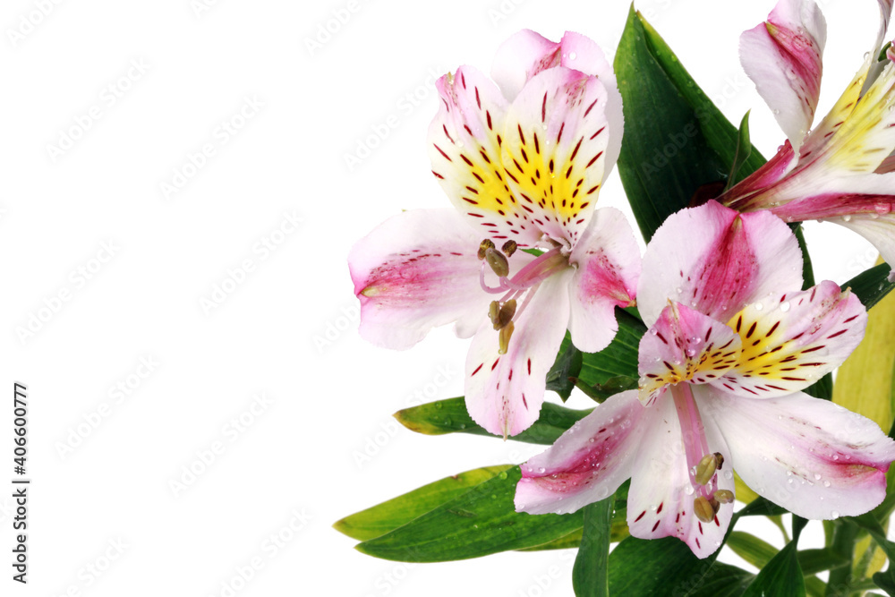 pink lily isolated on white pink lily isolated on white