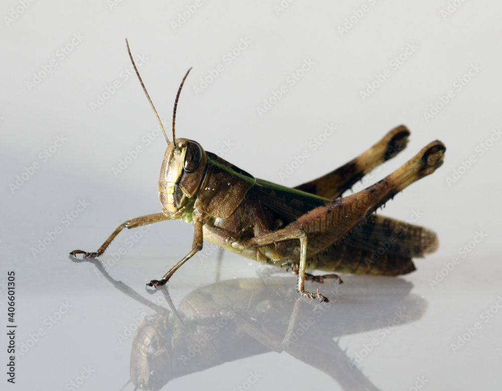 Grasshopper on white background. Grasshopper on white background.