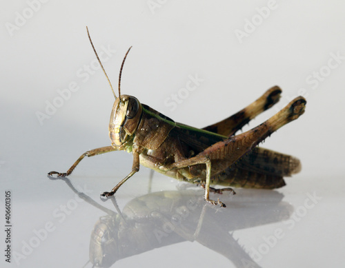 Grasshopper on white background.