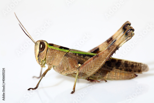 Grasshopper on white background.