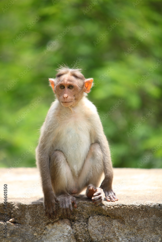 Monkey in Indian Forrest.