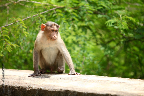 Monkey in Indian Forrest. © krishna