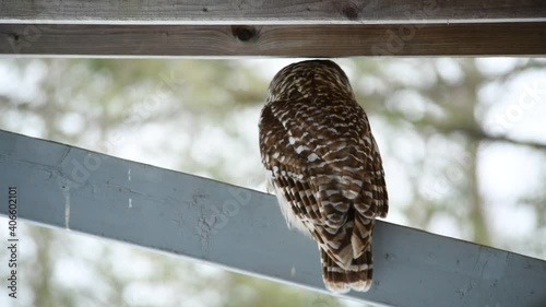 Barred owl on watch for voles