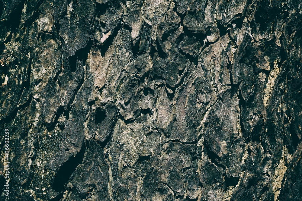 Fototapeta premium Tree Bark Texture for Background in Tidewater Green Tone.