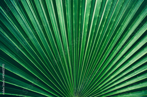 Dark Green Palm Leaf Texture Background.