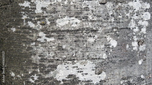 Tree bark texture of Fagus sylvatica or European beech