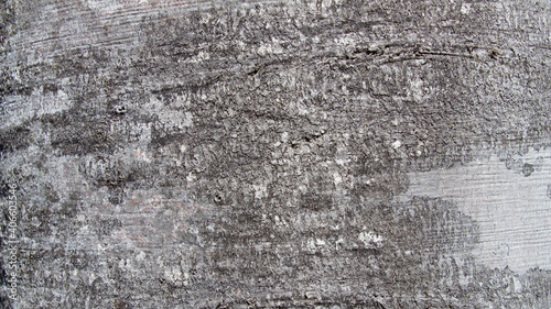 Tree bark texture of Fagus sylvatica or European beech