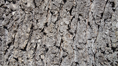 Pine tree bark texture with beautiful pattern