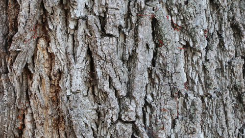 Tree texture of Juglans nigra or black walnut