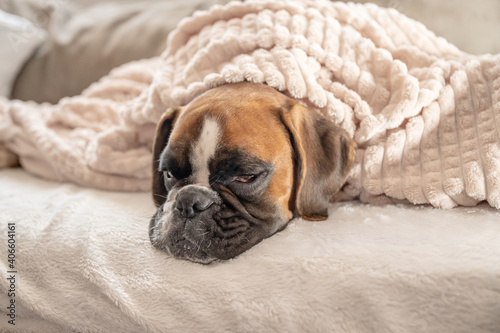 cute face 9 months old purebred golden puppy german boxer dog closeup sleeping under blanket warming up cuddling