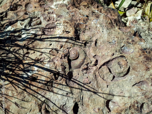 The Saulkalne shelly dolomite rocks with clearly visible fossils (Platyschisma kircholmiensis) photo