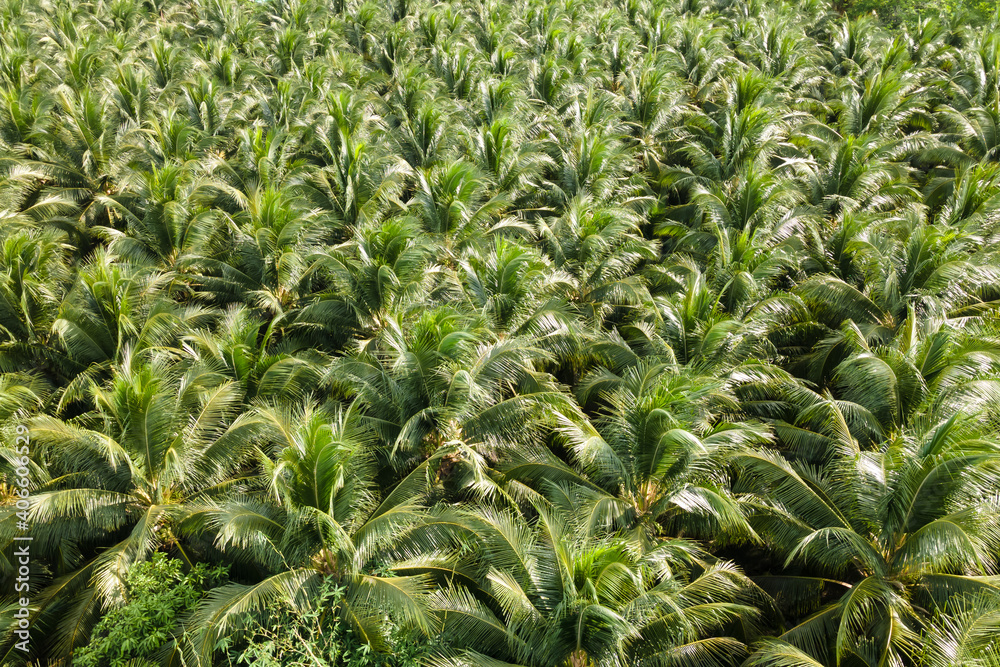 Aerial view nature of coconut palm trees. Palm oil industrial tree plantation pattern. Aerial view nature of coconut palm trees. Palm oil industrial tree plantation pattern.