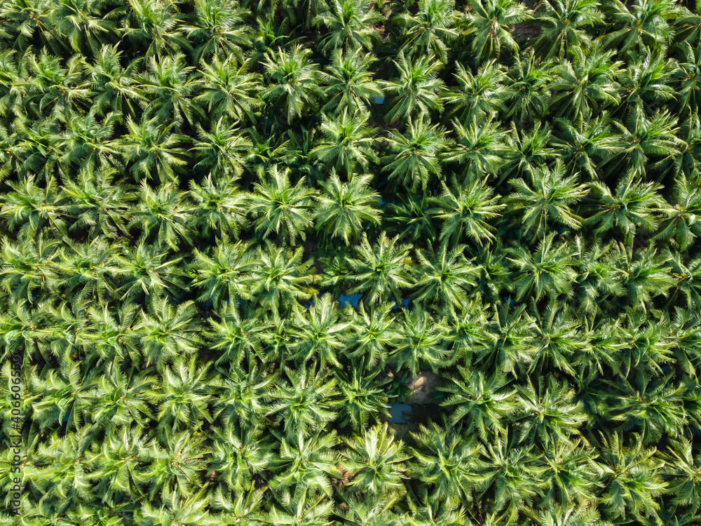 Aerial view nature of coconut palm trees. Palm oil industrial tree plantation pattern. Aerial view nature of coconut palm trees. Palm oil industrial tree plantation pattern.