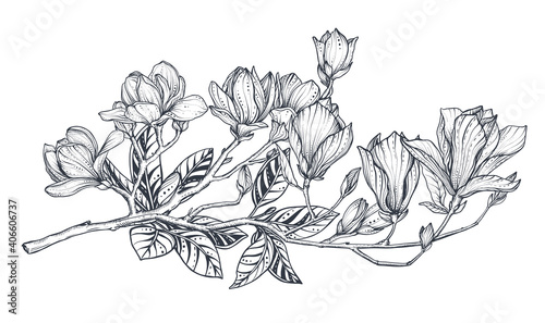 Hand drawn vector magnolia branch. Beautiful romantic elegant floral element.