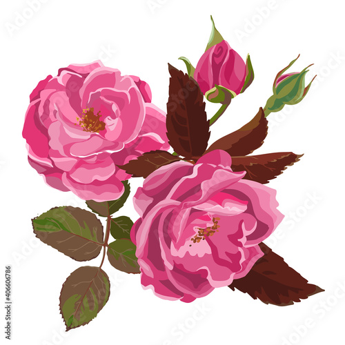 Flourishing flower with buds and leaves, pink rose
