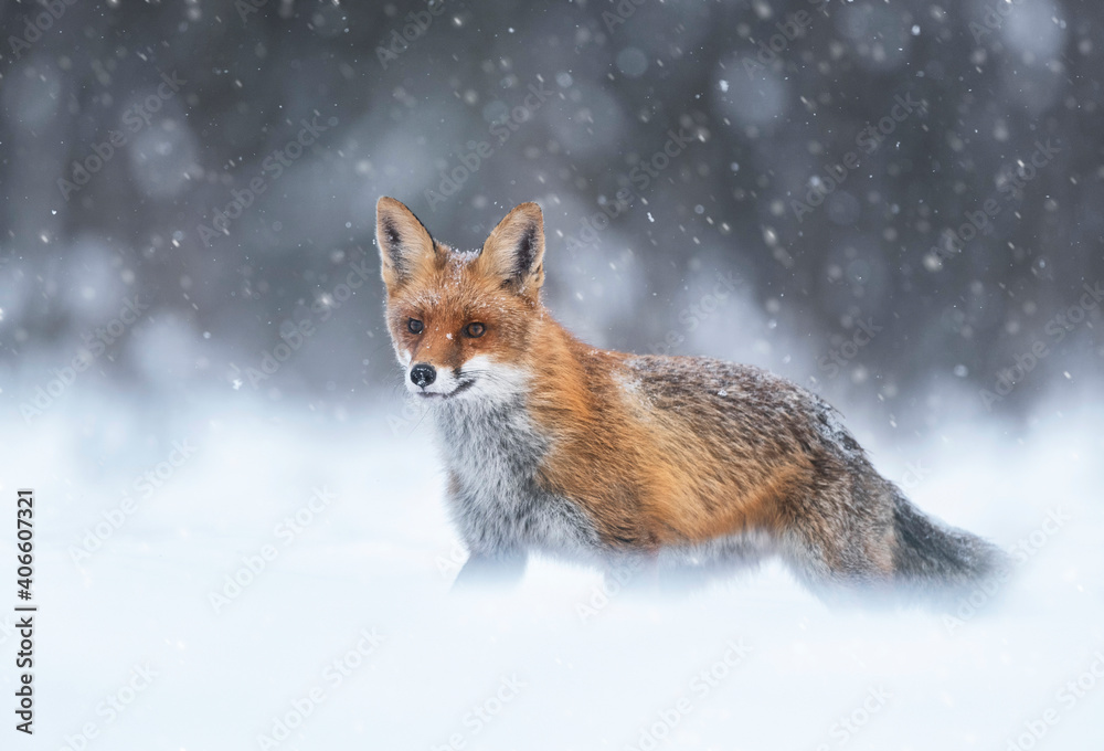 Fototapeta premium Fox (Vulpes vulpes) in winter scenery