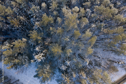 Snowy forest top view, sunny frosty day. Spruce and pine trees from above.