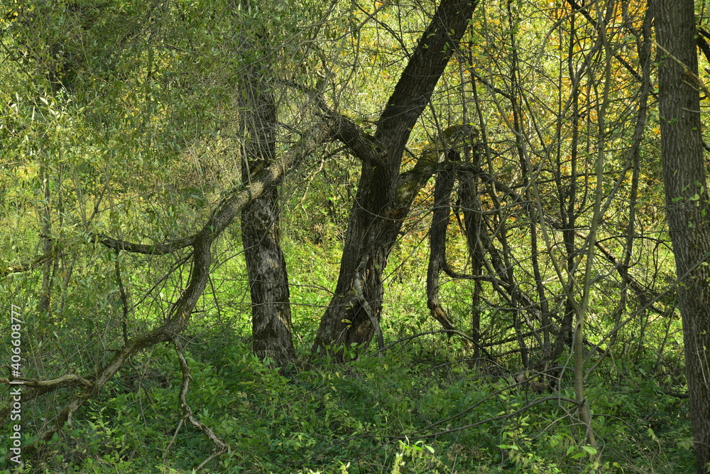 Fototapeta premium a tree with unusual branches